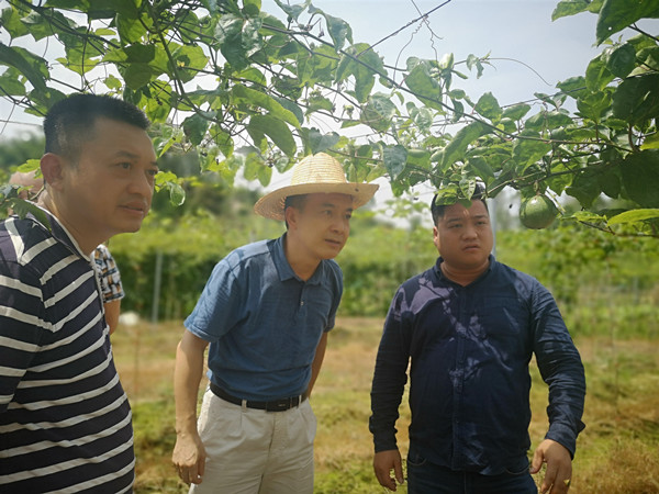 图五：张静华与高坡村百香果基地合作公司负责人沟通基地发展情况。.jpg